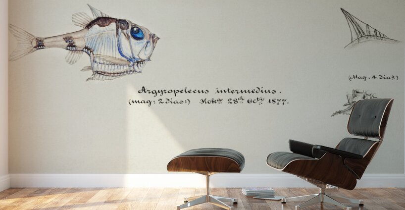 Antique drawing watercolor common hatchetfish marine life. South Pacific Fishes by Frank Edward Clarke 1849-1899. Wall Murals