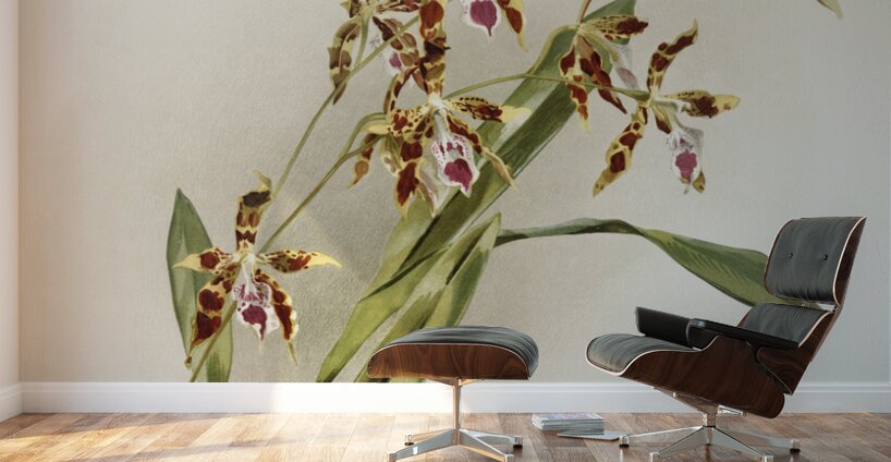 Odontoglossum wattianum from Reichenbachia Orchids 1888-1894 illustrated by Frederick Sander 1847-1920.  Wall Murals