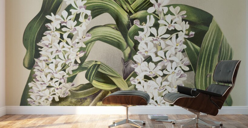 Cypripedium hybridum laucheanum cypripedium hybridum eyermanianum from Reichenbachia Orchids 1888-1894 illustrated by Frederick Sander 1847-1920.  Wall Murals