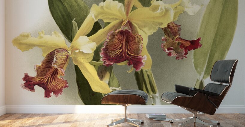 Cypripedium hybridum laucheanum cypripedium hybridum eyermanianum from Reichenbachia Orchids 1888-1894 illustrated by Frederick Sander 1847-1920.  Wall Murals