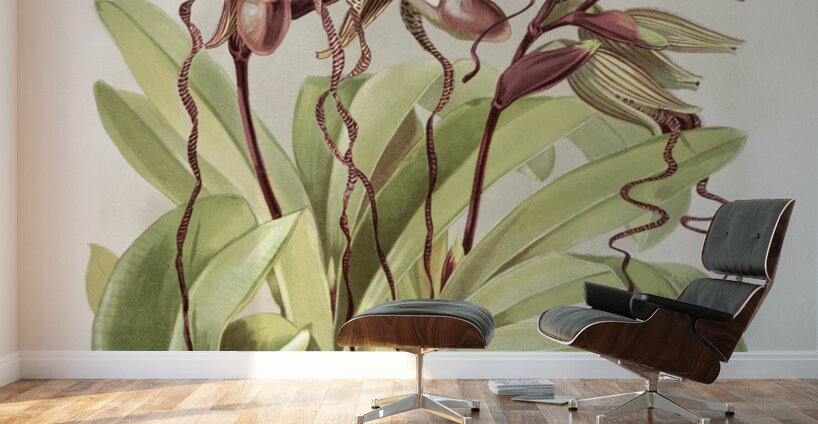 Cypripedium sanderianum from Reichenbachia Orchids 1888-1894 by Frederick Sander 1847-1920. Wall Murals