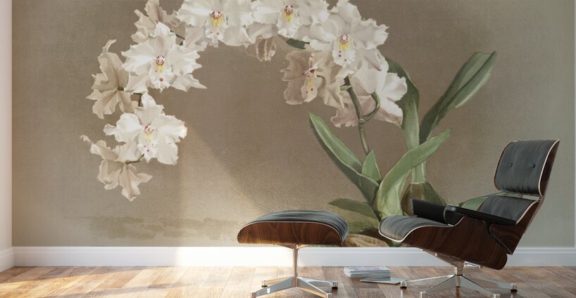 Odontoglossum crispum from Reichenbachia Orchids 1888-1894 by Frederick Sander 1847-1920.  Wall Murals