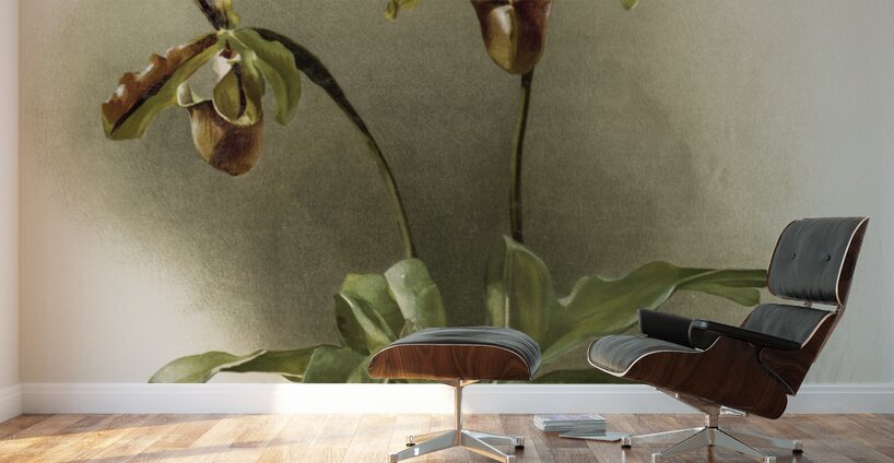 Cypripedium lathamianum inversum from Reichenbachia Orchids 1888-1894 illustrated by Frederick Sander 1847-1920.  Wall Murals