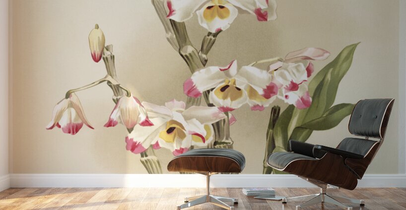 Dendrobium wardianum from Reichenbachia Orchids 1888-1894 illustrated by Frederick Sander 1847-1920.  Wall Murals