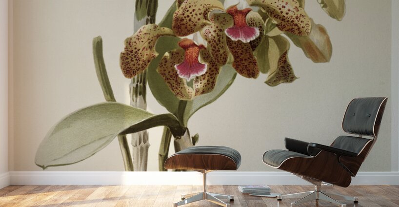 Cattleya granulosa var schofieldiana from Reichenbachia Orchids 1888-1894 illustrated by Frederick Sander 1847-1920.  Wall Murals