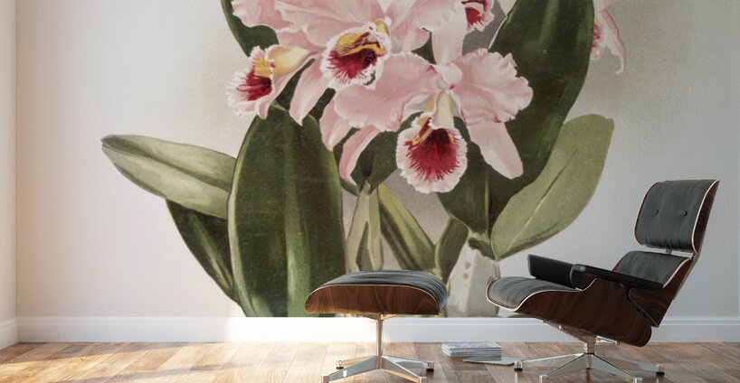 Cattleya Percivaliana from Reichenbachia Orchids 1888-1894 by Frederick Sander 1847-1920.  Wall Murals