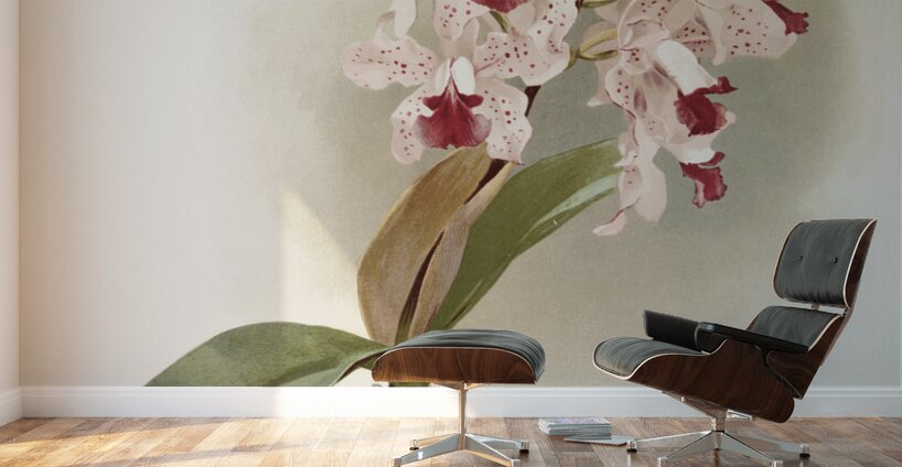 Cattleya amethystoglossa from Reichenbachia Orchids 1888-1894 illustrated by Frederick Sander 1847-1920.  Wall Murals