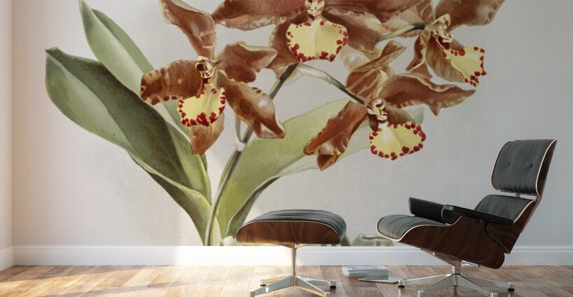 Odontoglossum insleayi splendens from Reichenbachia Orchids 1888-1894 illustrated by Frederick Sander 1847-1920.  Wall Murals