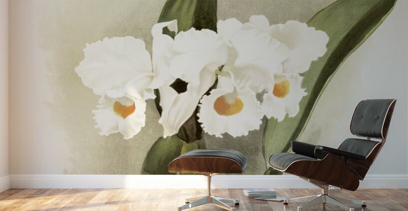 Cattleya schroederoe alba from Reichenbachia Orchids 1888-1894 illustrated by Frederick Sander 1847-1920.  Wall Murals