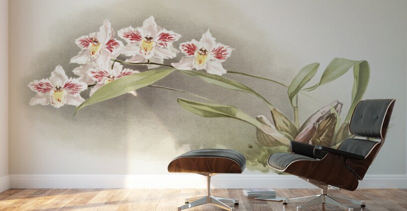 Odontoglossum crispum Kinlesideanum from Reichenbachia Orchids 1888-1894 illustrated by Frederick Sander 1847-1920.  Wall Murals