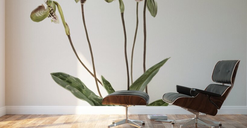 Cypripedium argus from Reichenbachia Orchids 1888-1894 illustrated by Frederick Sander 1847-1920.  Wall Murals