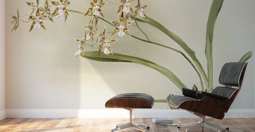 Odontoglossum sanderianum from Reichenbachia Orchids 1888-1894 illustrated by Frederick Sander 1847-1920.  Wall Murals