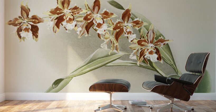 Odontoglossum luteo-purpureum from Reichenbachia Orchids 1888-1894 illustrated by Frederick Sander 1847-1920.  Wall Murals