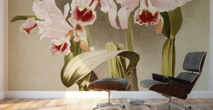 Cattleya labiata var luedemanniana from Reichenbachia Orchids 1888-1894 illustrated by Frederick Sander 1847-1920.  Wall Murals