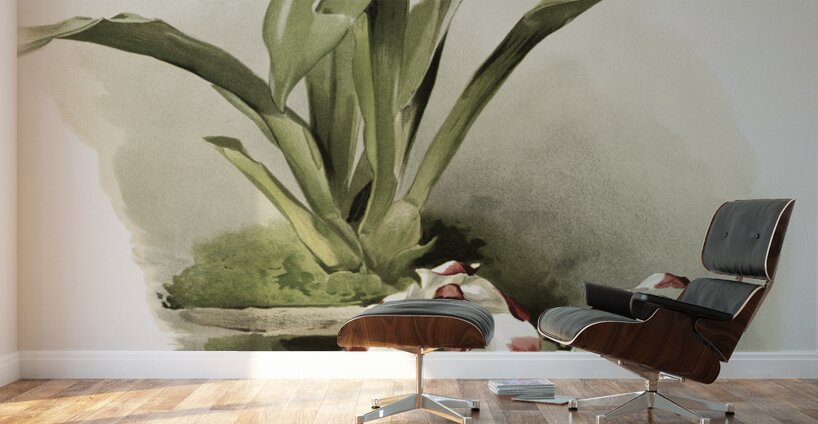 Zygopetalum klabochorum from Reichenbachia Orchids 1888-1894 illustrated by Frederick Sander 1847-1920.  Wall Murals