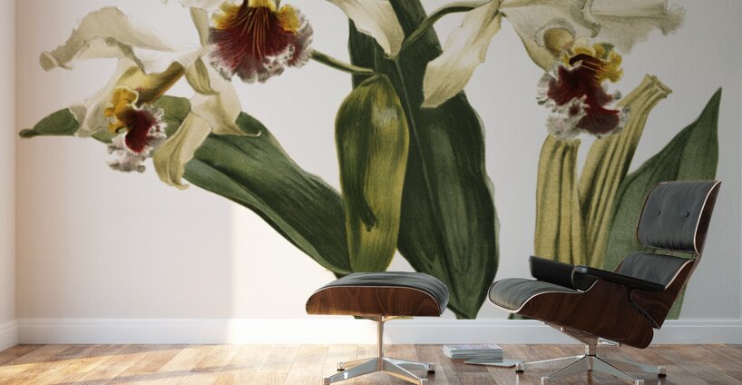 Cattleya rex from Reichenbachia Orchids 1888-1894 illustrated by Frederick Sander 1847-1920.  Wall Murals