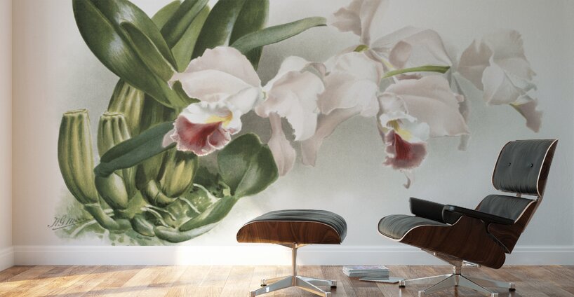 Cypripedium lemoinierianum from Reichenbachia Orchids 1888-1894 illustrated by Frederick Sander 1847-1920.  Wall Murals