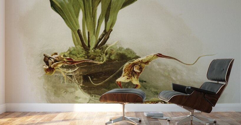 Masdevallia chimæra var mooreana from Reichenbachia Orchids 1888-1894 illustrated by Frederick Sander 1847-1920.  Wall Murals