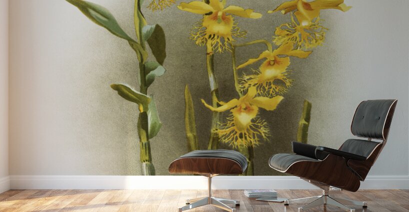 Dendrobium brymerianum from Reichenbachia Orchids 1888-1894 illustrated by Frederick Sander 1847-1920.  Wall Murals
