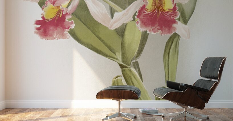 Cattleya warscewiczii from Reichenbachia Orchids 1888-1894 illustrated by Frederick Sander 1847-1920.  Wall Murals