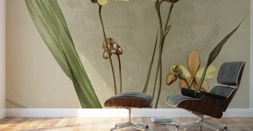 Kimballs Spathoglottis Spathoglottis kimballiana from Reichenbachia Orchids 1888-1894 illustrated by Frederick Sander 1847-1920.  Wall Murals