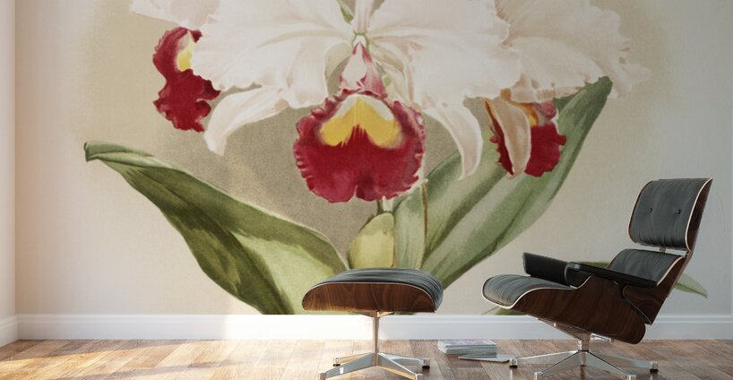 Cattleya trianaei schroederiana from Reichenbachia Orchids 1888-1894 illustrated by Frederick Sander 1847-1920.  Wall Murals