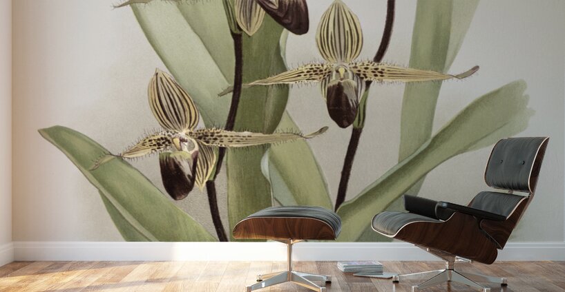 Cypripedium rothschildianum from Reichenbachia Orchids 1888-1894 illustrated by Frederick Sander 1847-1920.  Wall Murals