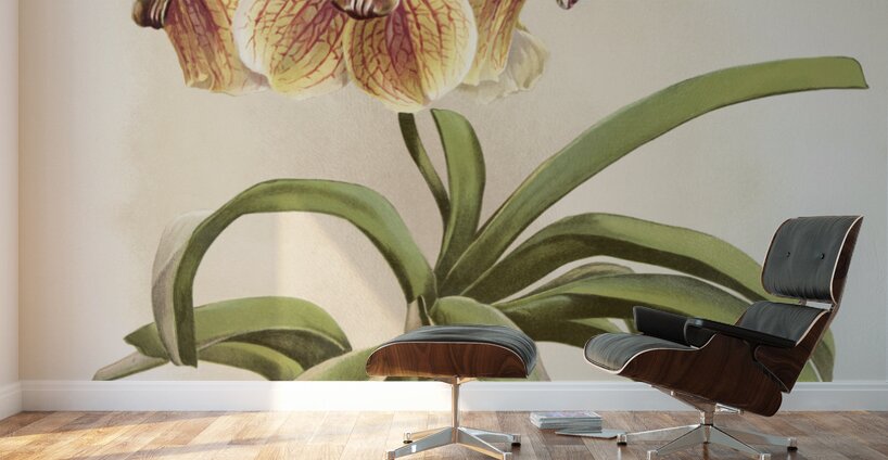 Vanda sanderiana from Reichenbachia Orchids 1888-1894 illustrated by Frederick Sander 1847-1920.  Wall Murals