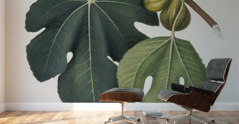 Fig Ficus carica sativa from Pomona Italiana 1817 - 1839 by Giorgio Gallesio 1772-1839.  Wall Murals