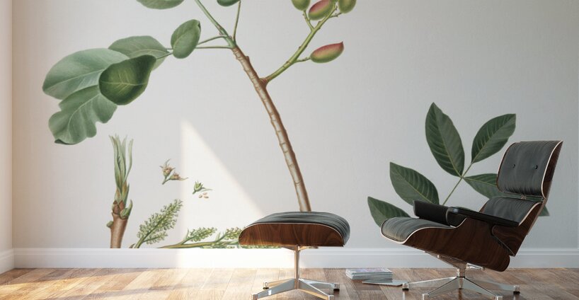 Pistachio Pistacia vera from Pomona Italiana 1817 - 1839 by Giorgio Gallesio 1772-1839.  Wall Murals