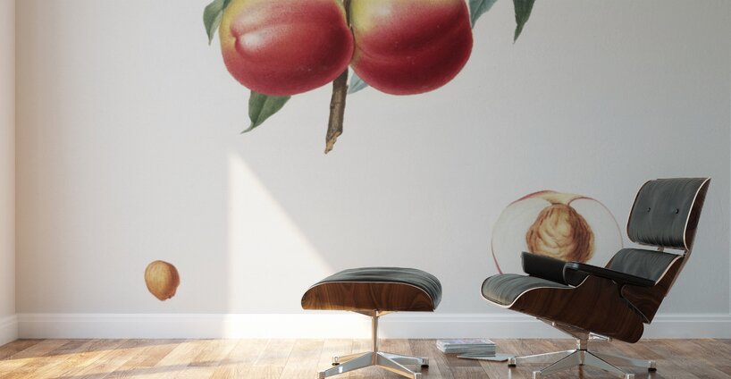 Peach Persica psillidermis from Pomona Italiana 1817 - 1839 by Giorgio Gallesio 1772-1839.  Wall Murals