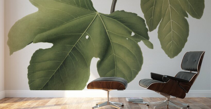 Briansole figs Ficus carica sativa from Pomona Italiana 1817 - 1839 by Giorgio Gallesio 1772-1839.  Wall Murals