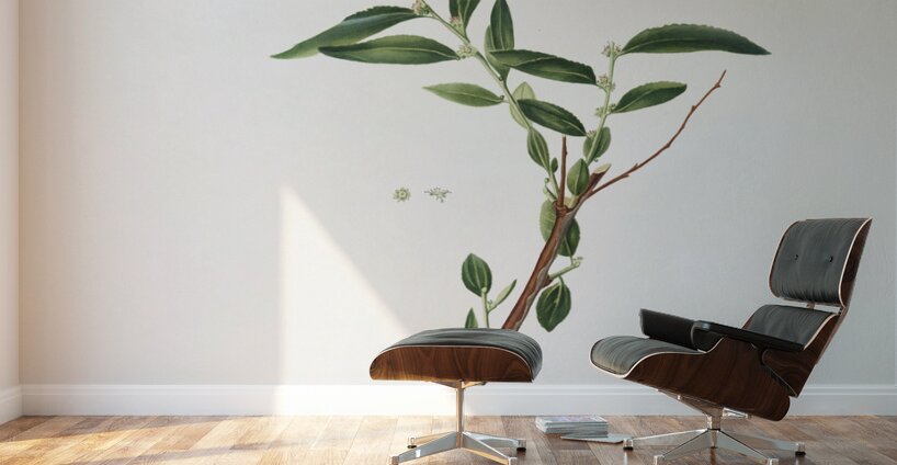 Jujube Fiorazione del Giuggiolo from Pomona Italiana 1817 - 1839 by Giorgio Gallesio 1772-1839.  Wall Murals