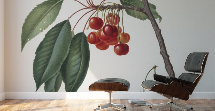 Cherry Prunus avium from Pomona Italiana 1817 - 1839 by Giorgio Gallesio 1772-1839.  Wall Murals