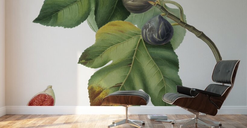 Apricot Armeniaca Alexandrina from Pomona Italiana 1817 - 1839 by Giorgio Gallesio 1772-1839.  Wall Murals