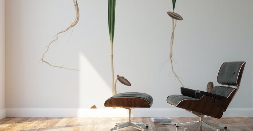 Date Palm Phoenix dactylifera from Pomona Italiana 1817 - 1839 by Giorgio Gallesio 1772-1839.  Wall Murals