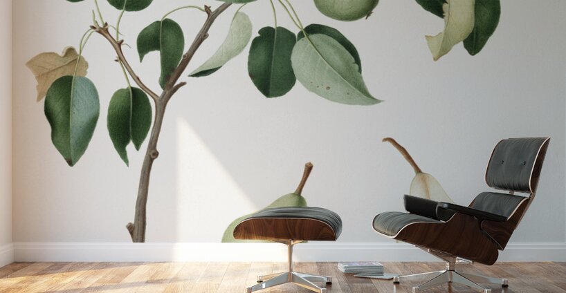 Pear Pyrus mendax from Pomona Italiana 1817 - 1839 by Giorgio Gallesio 1772-1839.  Wall Murals