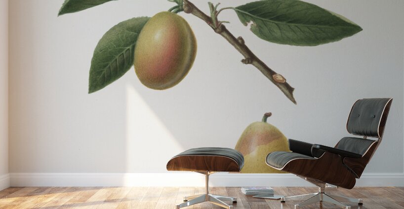 Armenian plum Prunus armeniaca from Pomona Italiana 1817 - 1839 by Giorgio Gallesio 1772-1839.  Wall Murals