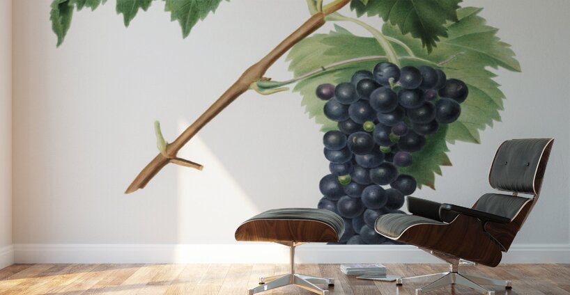 Black Aleatico grape Vitis vinifera from Pomona Italiana 1817 - 1839 by Giorgio Gallesio 1772-1839.  Wall Murals