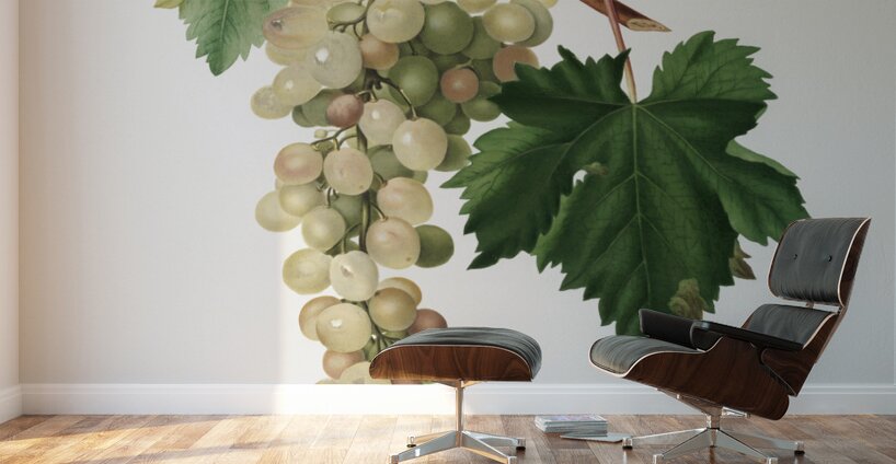Muscat grape Vitis vinifera Moscata from Pomona Italiana 1817 - 1839 by Giorgio Gallesio 1772-1839.  Wall Murals