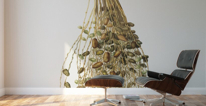 Normal Spadice of the palm Phoenix dactylifera from Pomona Italiana 1817 - 1839 by Giorgio Gallesio 1772-1839.  Wall Murals