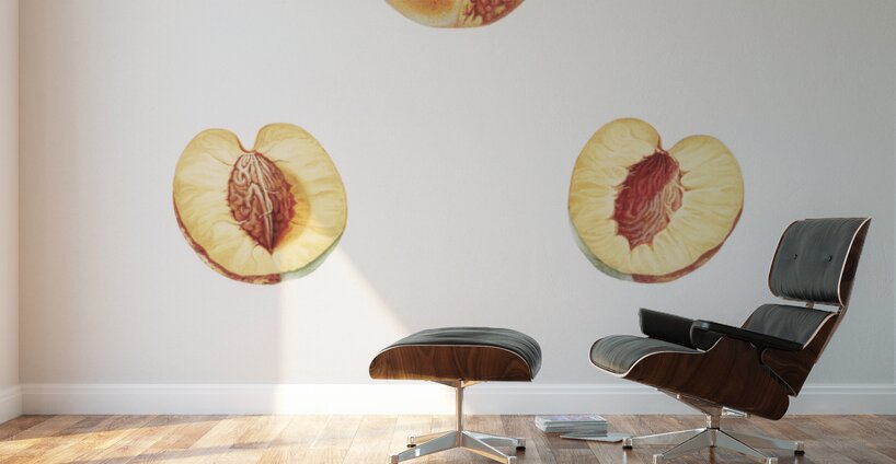 Nectarine Malus persica hybrida from Pomona Italiana 1817 - 1839 by Giorgio Gallesio 1772-1839.  Wall Murals