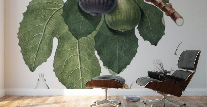 Cherry Cerasus Duracina from Pomona Italiana 1817 - 1839 by Giorgio Gallesio 1772-1839.  Wall Murals