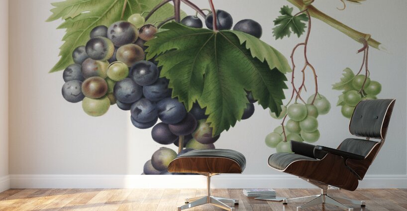Grape from Ischia Viti vinifera vegetatione insana from Pomona Italiana 1817 - 1839 by Giorgio Gallesio 1772-1839.  Wall Murals