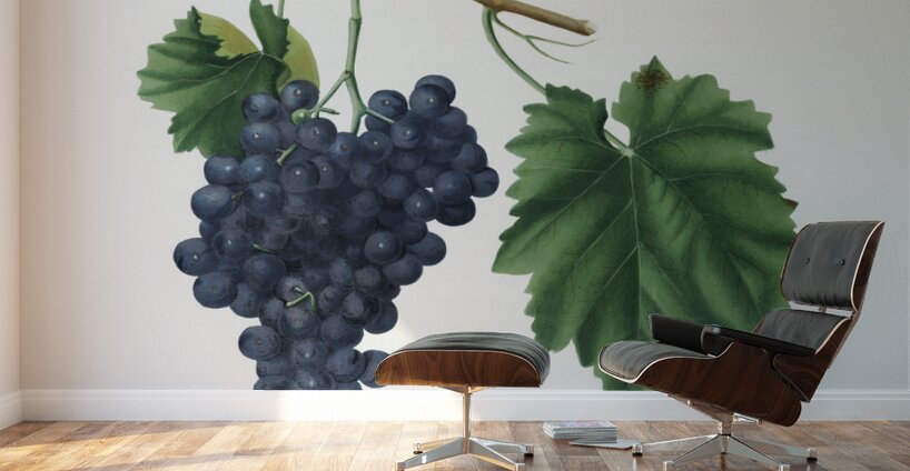 Lacrima grapes Vitis vinifera Vallisarnensis from Pomona Italiana 1817 - 1839 by Giorgio Gallesio 1772-1839.  Wall Murals
