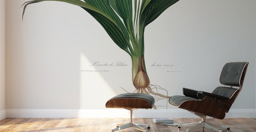 Date Palm Tree Phoenix dactylifera from Pomona Italiana 1817 - 1839 by Giorgio Gallesio 1772-1839.  Wall Murals