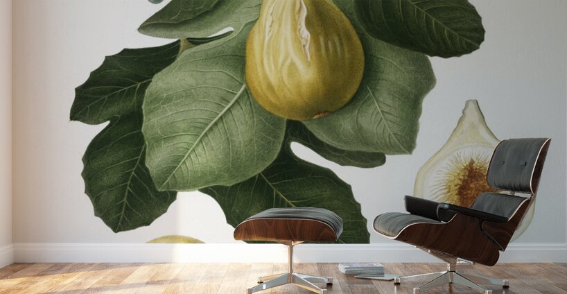 Common Fig Ficus carica sativa from Pomona Italiana 1817 - 1839 by Giorgio Gallesio 1772-1839.  Wall Murals