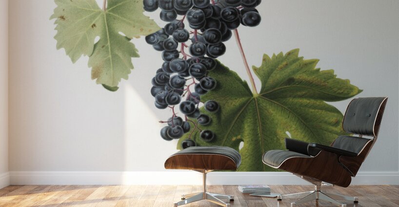 Grape Colorino Vitis vinifera auxiliaria  from Pomona Italiana 1817 - 1839 by Giorgio Gallesio 1772-1839.  Wall Murals