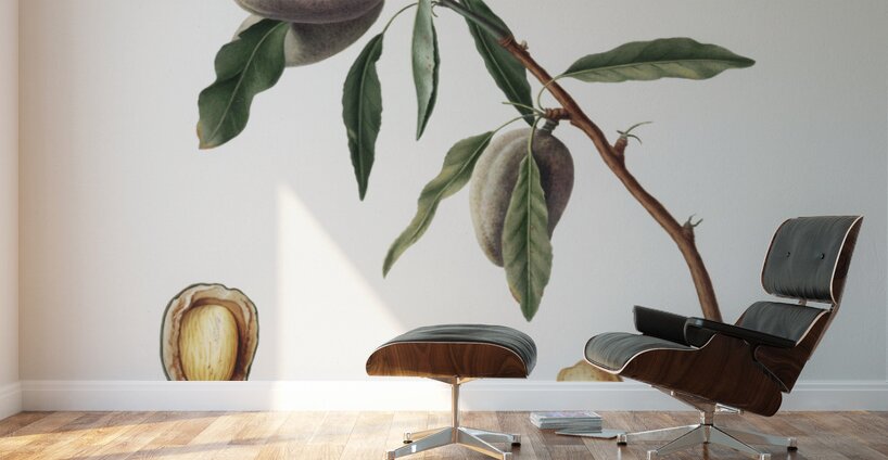 Almond Guscio tenero from Pomona Italiana 1817 - 1839 by Giorgio Gallesio 1772-1839.  Wall Murals