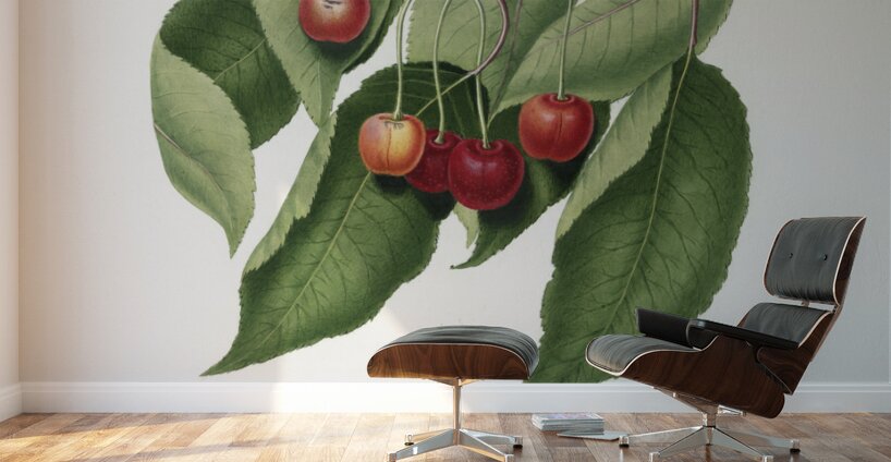 Cherry Cerasus cordiformis duracina from Pomona Italiana 1817 - 1839 by Giorgio Gallesio 1772-1839.  Wall Murals